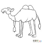 双峰骆驼动物简笔画步骤图片大全二