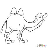 双峰骆驼动物简笔画步骤图片大全三