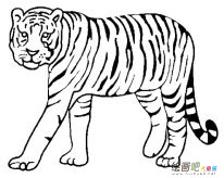 大老虎动物简笔画步骤图片大全