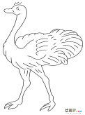 鸵鸟动物简笔画步骤图片大全四