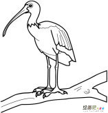 朱鹭动物简笔画步骤图片大全