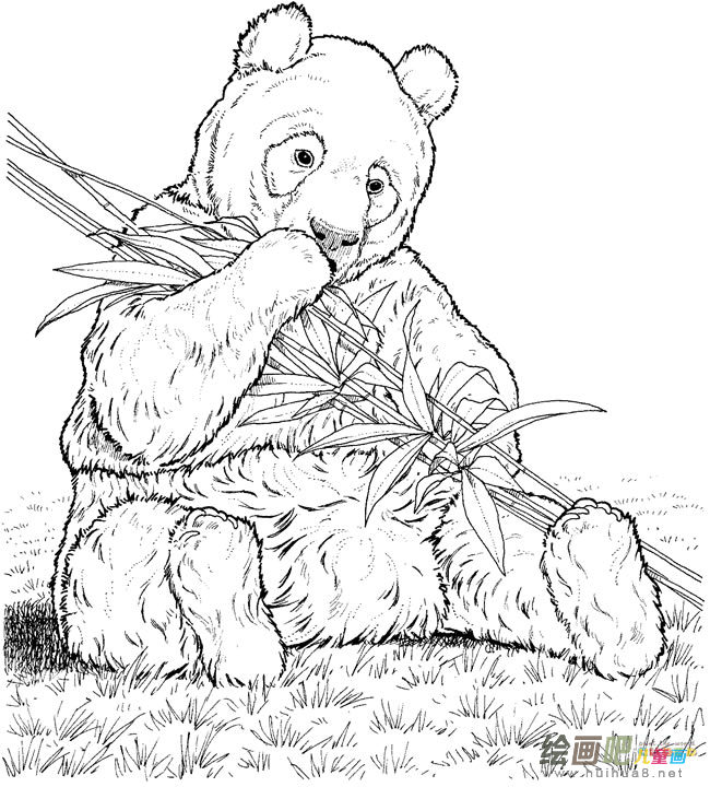 在吃竹子的大熊猫