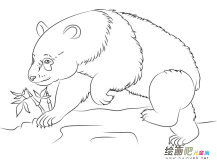找竹子的大熊猫简笔画图片