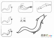怎么画泥鳅简笔画