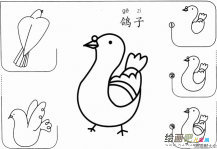 怎么画鸽子简单步骤图教程