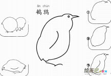 鹌鹑怎么画简笔画图片