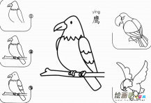 鹰怎么画简笔画图片