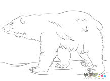 8款北极熊简笔画图片大全