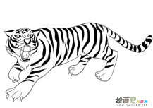 咆哮的老虎简笔画图片
