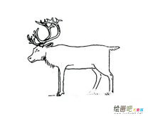 马鹿怎么画简笔画图片