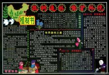 植树节黑板报：银杉