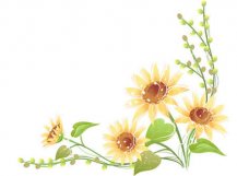 黑板报花边：菊花花边