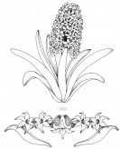 黑板报花边：风信子花边