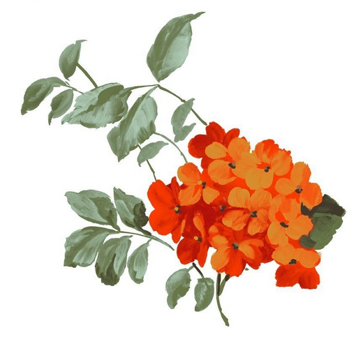 黑板报花边：紫薇花花边