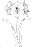 黑板报花边：水仙花花边