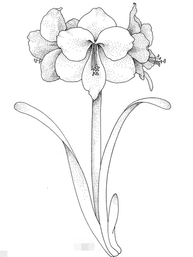 黑板报花边：水仙花花边