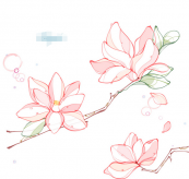 黑板报花边：木兰花花边