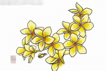 黑板报花边：鸡蛋花花边