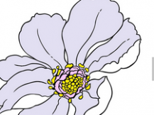 黑板报花边：手抄报简单花边图案淡色花蕊