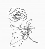 简笔画花：花中君子