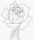 简笔画花：描写牵牛花