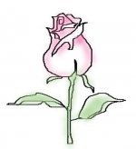 简笔画花：玫瑰花的画法