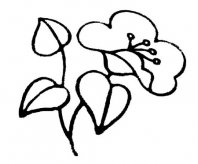 简笔画花：玫瑰的化工价值