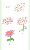 简笔画花：玫瑰的花语含义