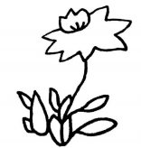 简笔画花：花之君子
