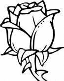 简笔画花：玫瑰花