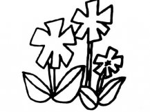 简笔画花：紫茉莉