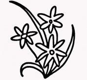 简笔画花：梅花