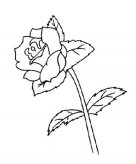 简笔画花：栀子花