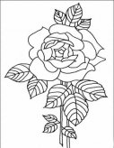 简笔画花：花中皇后——月季