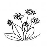 简笔画花：月季花