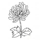 简笔画花：假如我是一朵花