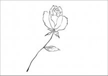 简笔画花：花蕾