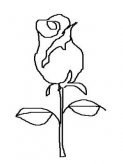 简笔画花：玫瑰花开
