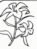 简笔画花：百合花