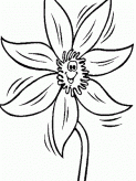 简笔画花：与花说