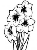 简笔画花：野百合也有春天