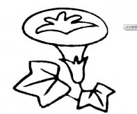 简笔画花：牵牛花