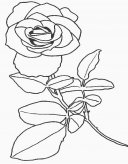 简笔画花：小花蕾的画法