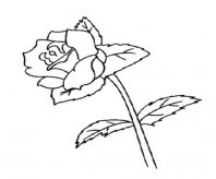 简笔画花：茶花简笔画
