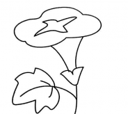 简笔画花：我家的一叶兰