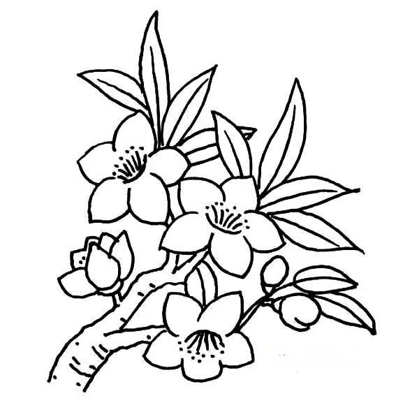 简笔画花：四季花