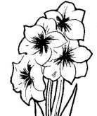 简笔画花：花的美