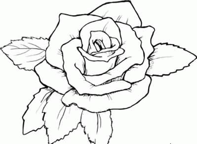 简笔画花：蟹爪兰
