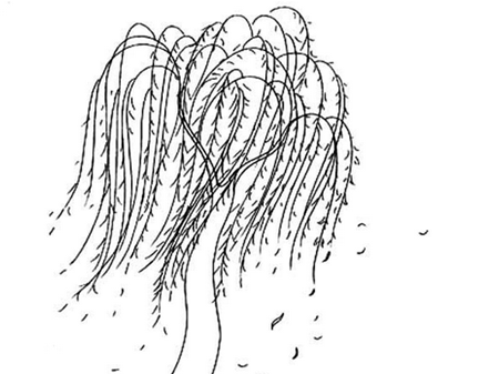 简笔画花：风吹柳浪