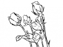 简笔画花：爱的玫瑰花